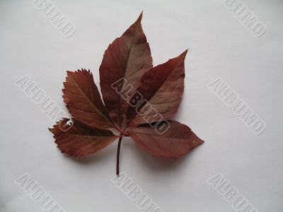 a decorative vines leaf
