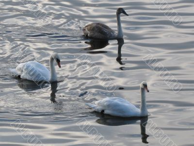a family of swans