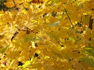 autumn: yellow maple leaves