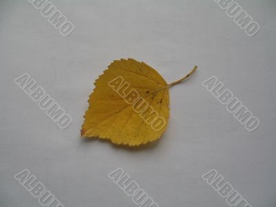 a birch leaf