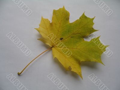 a maple leaf