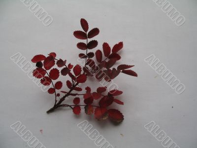 a decorative branch of rose