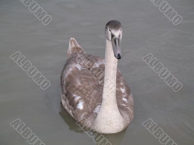 a young gray swan