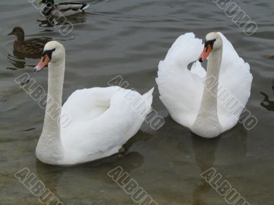 a couple of swans