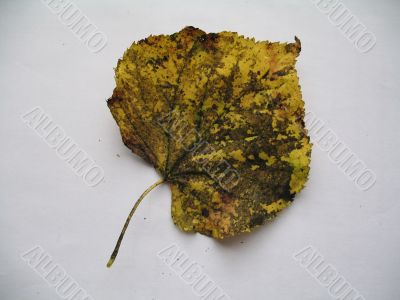 a linden leaf