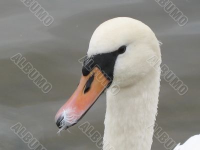 a swan looking to you