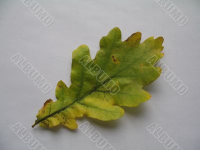 an oak leaf