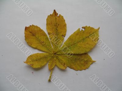 a chestnut leaf
