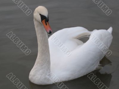 a swan swimming in the pond