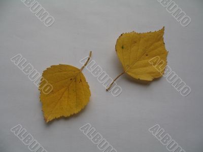 two yellow birch leaves