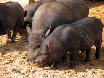 black pigs