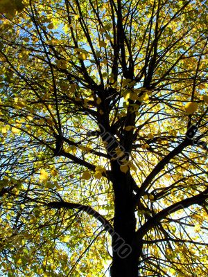 Autumn in the city