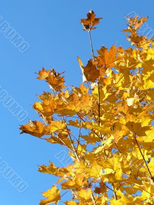 Autumn leafs