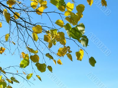 Autumn leafs