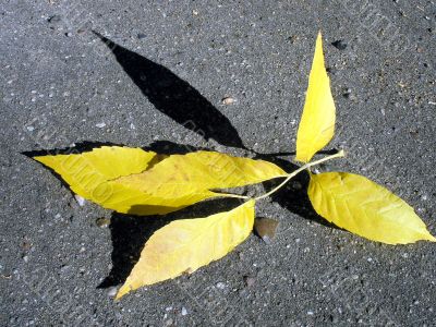 Autumn leaf