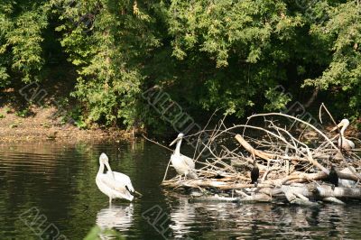 Birds in zoological gardens