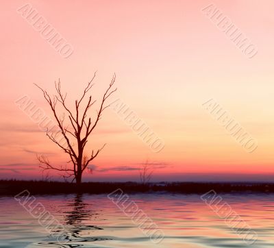 Lonely tree. Sunrise