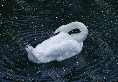 Lonely swan