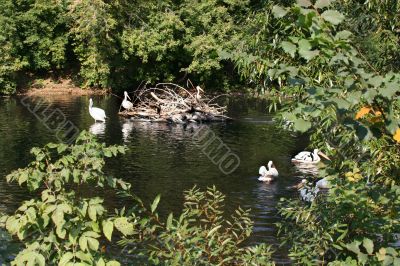 Waterfowl Birds in park
