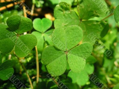 Leafs of clover