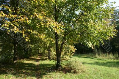 Forest