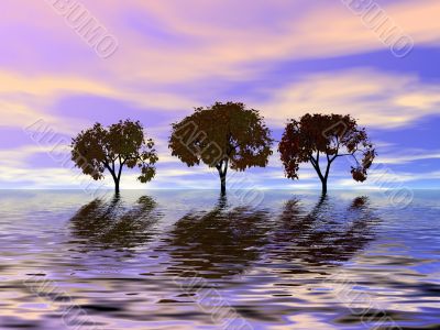 Evening. Trees