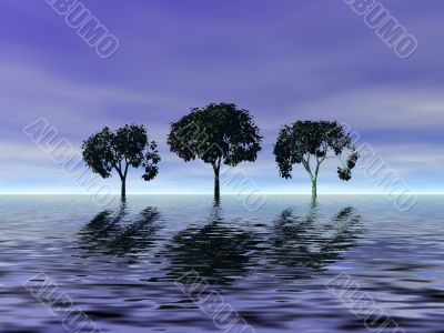 Evening. Trees