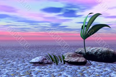Plants in desert