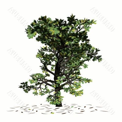 Oak tree
