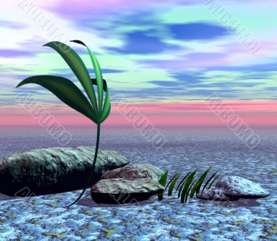 Plants in desert