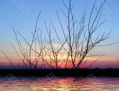 Sunset. tree