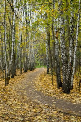 Autumn in park