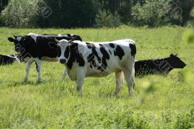 Cows on meadow