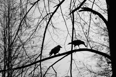 Crows on branch