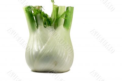 Fennel