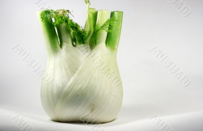 Fennel