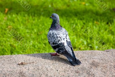 Thoughtful contemplation