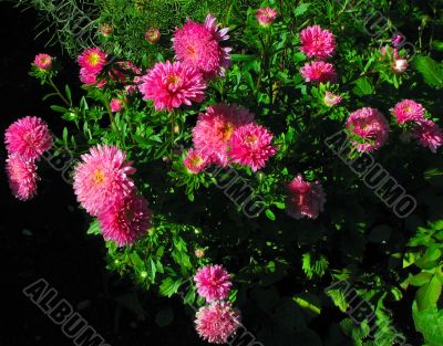 many pink flowers