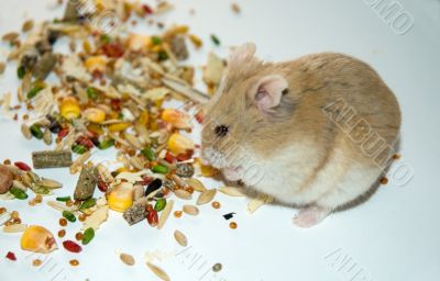 eating hamster