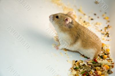 hamster looks for food