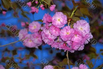 Spring Flowers