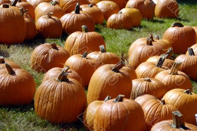 Pumpkin