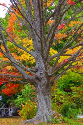 Fall Foliage