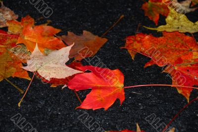 Fall Foliage