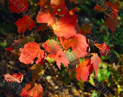 Autumn foliage