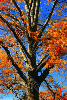 Fall Foliage