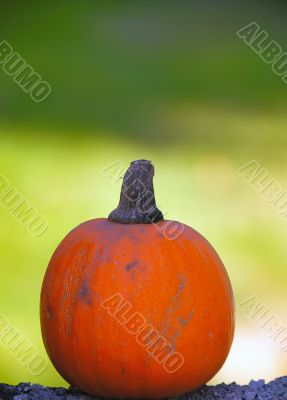 Pumpkin