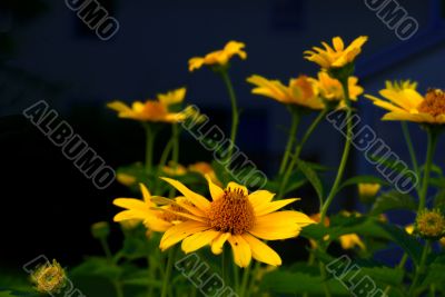 Sunflower