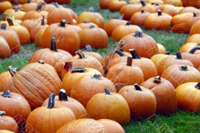 Pumpkin