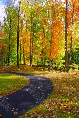 Fall Foliage